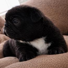 Smudge - Brindle and white male French Bulldog puppy in Kerens, West Virginia from Leather & Lace