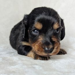 Canyon - Black and tan male Dachshund puppy in Danbury, New Hampshire from Maplewood Mountain Farm