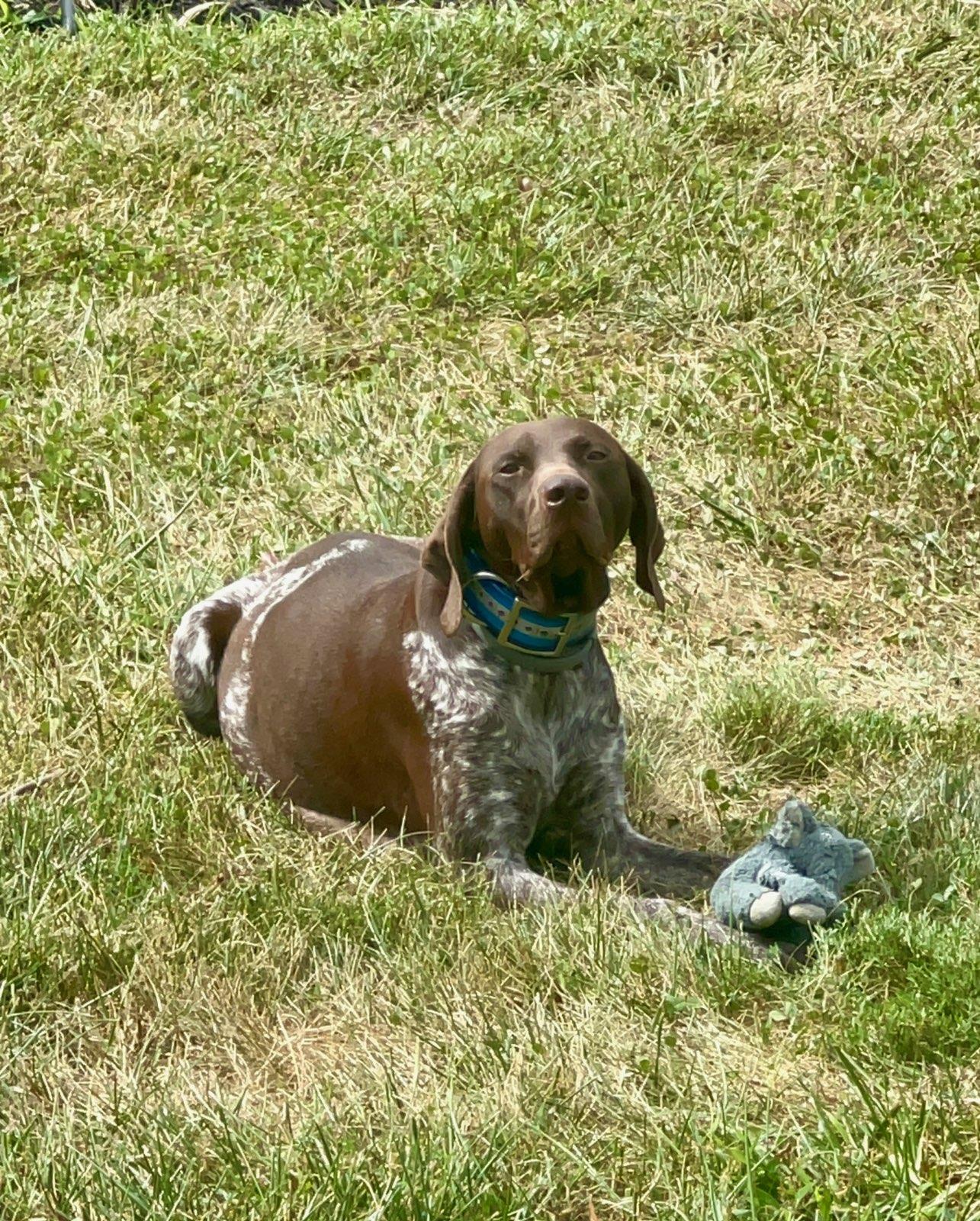 Copper Ridge Stables in Virginia | German Shorthaired Pointer puppies |  Good Dog