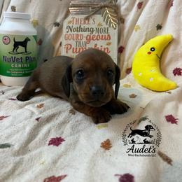 Goose - Red male Dachshund puppy in East Dover, Vermont from Audet’s Mini Dachshunds