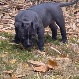 American Bully Puppies from Impressive Kennels