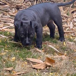 American Bully Puppies from Impressive Kennels