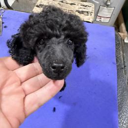 Mae - Blue female Poodle puppy in Florence County, South Carolina from Modern Family Standards