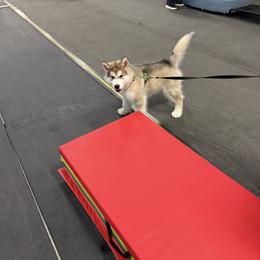 Alaskan Malamute Puppies from Alpenglow Alaskan Malamutes