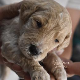 Goldendoodle Puppies from Wildflower Doodles