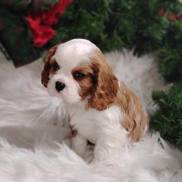 Beckett - Blenheim male Cavalier King Charles Spaniel puppy in Sabetha, Kansas from Apple Blossom Cavaliers