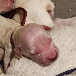 Burgundy - Golden female Golden Retriever puppy in Lucasville, Ohio from Halo Kennels