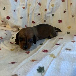 Bear - Red male Dachshund puppy in East Dover, Vermont from Audet’s Mini Dachshunds