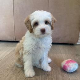 Honey - Caramel cream female Australian Labradoodle puppy in Nashville, Tennessee from SF Australian Labradoodles