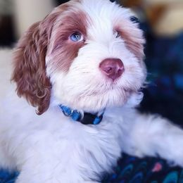 FRED- IN TRAINING - Cream male Labradoodle puppy in Phelan, California from Family Doodles