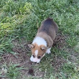 Seren - White and red female Pembroke Welsh Corgi puppy in Jenkinsburg, Georgia from Red Elephant Farms