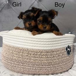 Girl - Black and gold female Yorkshire Terrier puppy in Gilbert, Arizona from Yorkie Your Soulmate Puppy