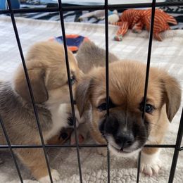 Pembroke Welsh Corgi Puppies from Sully's Corgis
