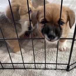 Pembroke Welsh Corgi Puppies from Sully's Corgis