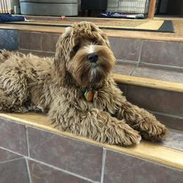 Australian Labradoodle All Grown Up from Lazy Mountain Labradoodles
