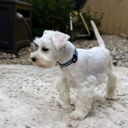 Ash - White male Miniature Schnauzer puppy in Akron, Ohio from Green Family Companion Kennel, LLC