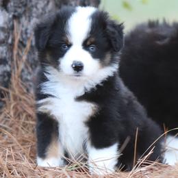 Jessica - Black tri female Miniature American Shepherd puppy in Mineola, Texas from Southern Star Miniature American Shepherds