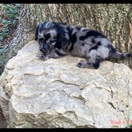 Dachshund and Pug Puppies from Wiggle'n V Ranch