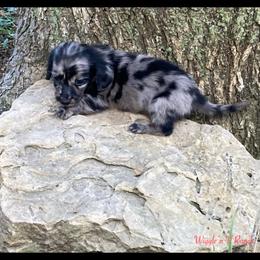 Dachshund and Pug Puppies from Wiggle'n V Ranch