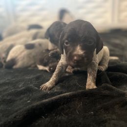 Wirehaired Pointing Griffon Puppies from Hall's TX Griffons