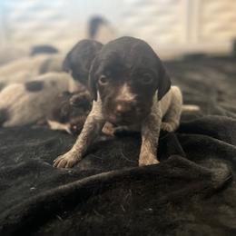 Wirehaired Pointing Griffon Puppies from Hall's TX Griffons