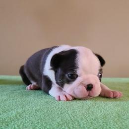 Diamond - Seal and white female Boston Terrier puppy in Rogersville, Alabama from Angel's Boston Terriers and French Bulldog