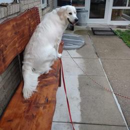 Golden Retriever All Grown Up from Shady Creek Goldens