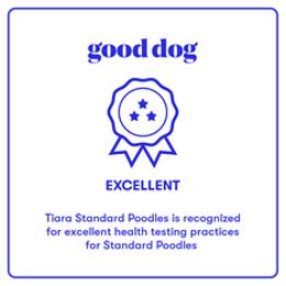 Poodle Puppies from Tiara Standard Poodles