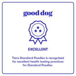 Poodle Puppies from Tiara Standard Poodles