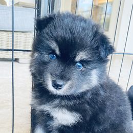 Pomsky Puppies from Pixie Pomsky