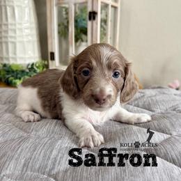 Saffron - Fawn (isabella) and tan female Dachshund puppy in Kemp, Texas from Koli Acres