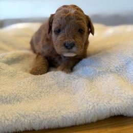 Yellow - Parti female Goldendoodle puppy in Payson, Utah from Country Sky Doodles