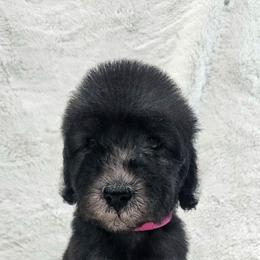 Pink - Blue female Bedlington Terrier puppy in Rincon, Georgia from Prismic Bedlington Terriers