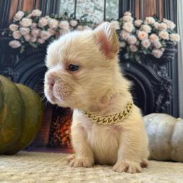 Only Male - Cream male French Bulldog puppy in Hodges, South Carolina from Southern Standard Bulldogs