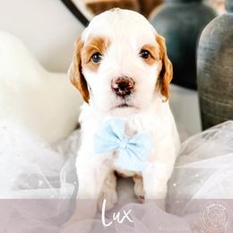 Lux - Cream male Goldendoodle puppy in Mahomet, Illinois from Jordan Family Doodles