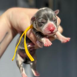 Waffles (gold) - Blue male Pembroke Welsh Corgi puppy in East Oakdale, California from Rhettro Kennels