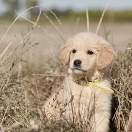 Melon (yellow) - Golden male Golden Retriever puppy in Lodi, California from R3 Sport Dogs (Rafter 3 Ranch)