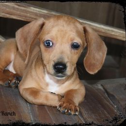 Dachshund and Pug Puppies from Wiggle'n V Ranch