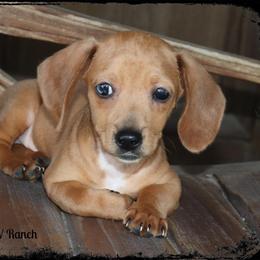 Dachshund and Pug Puppies from Wiggle'n V Ranch