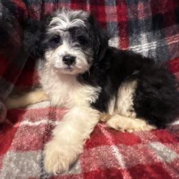 Pepper - Black tri-color female Aussiedoodle puppy in Missouri from Mini AussieDoodles on Meadow Lane