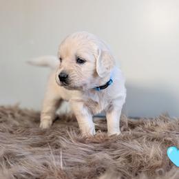 Girl 3 - female Golden Retriever puppy in Rotterdam, New York from Sweetwater Goldens