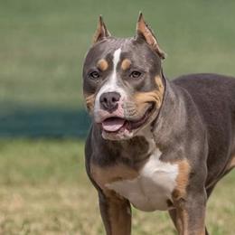 American Bullies from MDK/SB