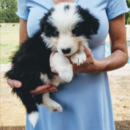 Black and White Male 1 - Black and white male Border Collie puppy in Alabama from Manor Farms Border Collies