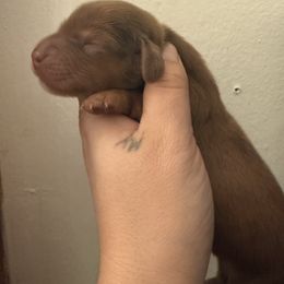 CKC Chocolate based red longhair - Dapple female Dachshund puppy in Anderson, California from Golden Paws Dachshunds