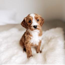 Jade - Red  female Goldendoodle puppy in Syracuse, Indiana from The Doodle Cove