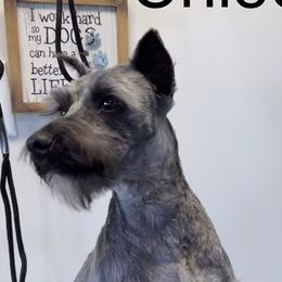 Chloe - Miniature Schnauzer