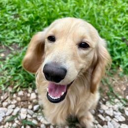 Otis - Dachshund