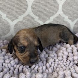 AKC Boy 4 - Cream male Dachshund puppy in Joshua Tree, California from Desert Dreams Ranch