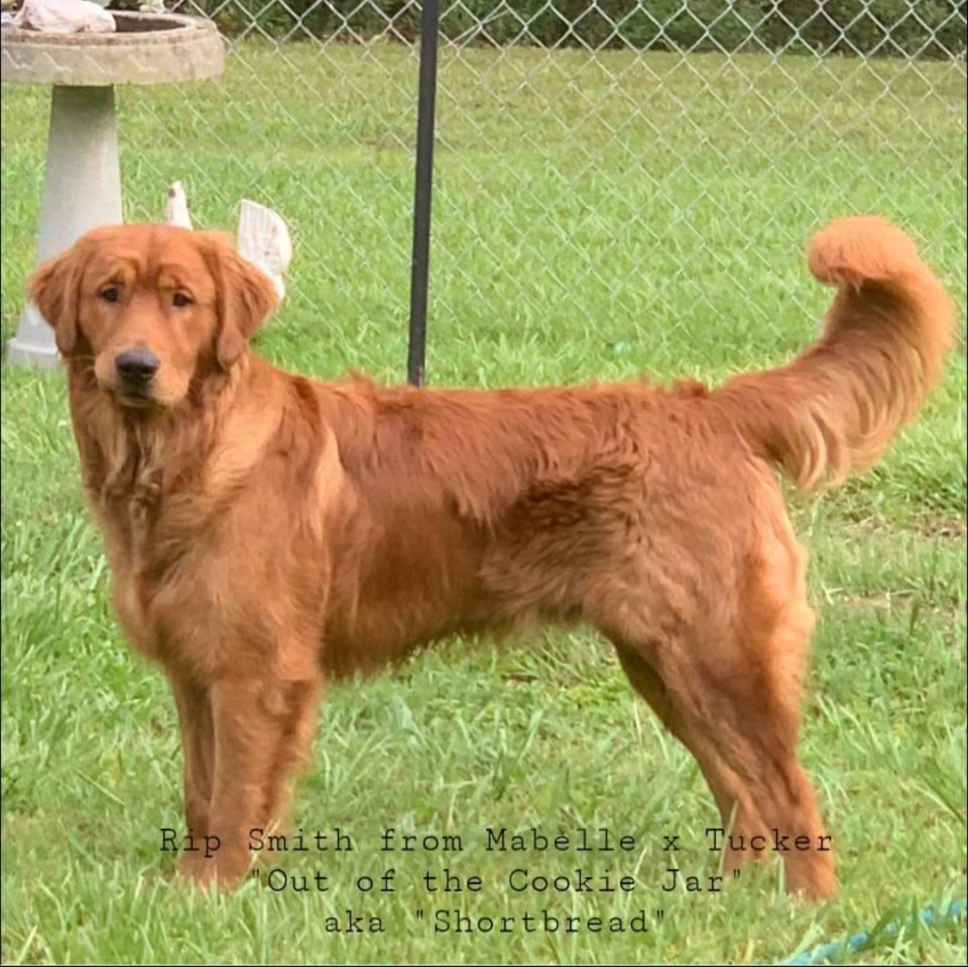 Goldendoodle and Golden Retriever All Grown Up from Seven Oaks Goldens and Doodles