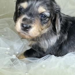 Adam - Dapple male Dachshund puppy in Oregon from SoCo Dachshunds